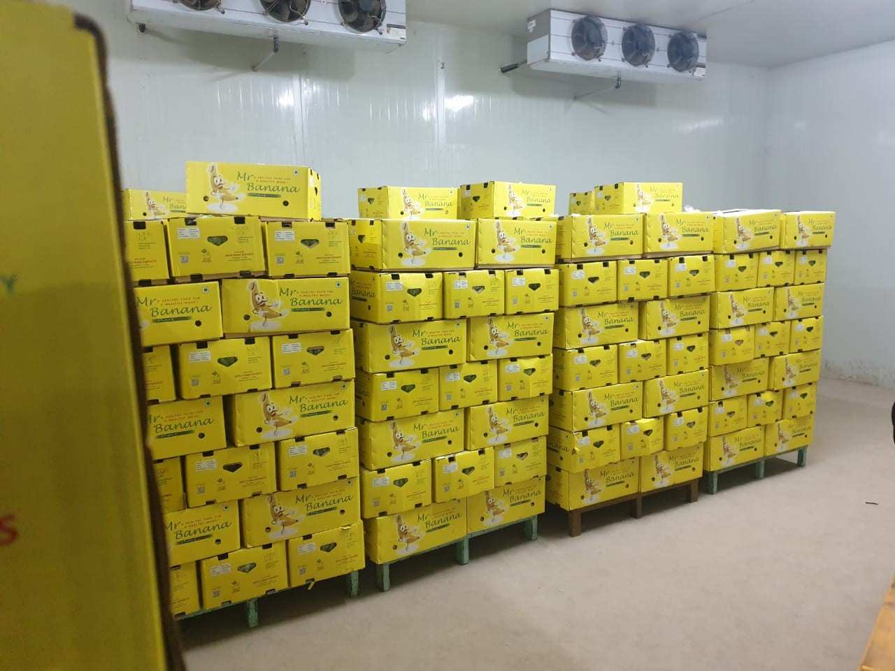 Best-Cavendish-Banana-Exporters