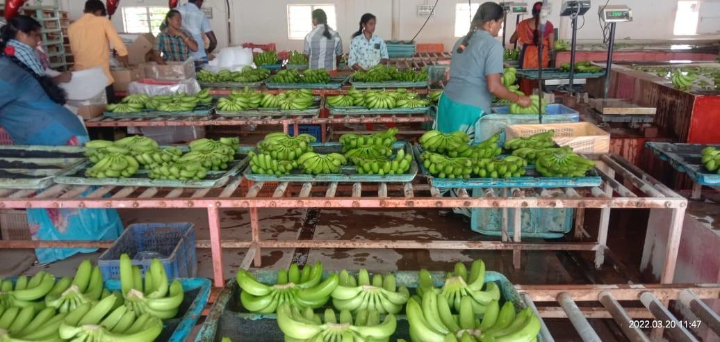 Suppliers-of-Cavendish-Bananas