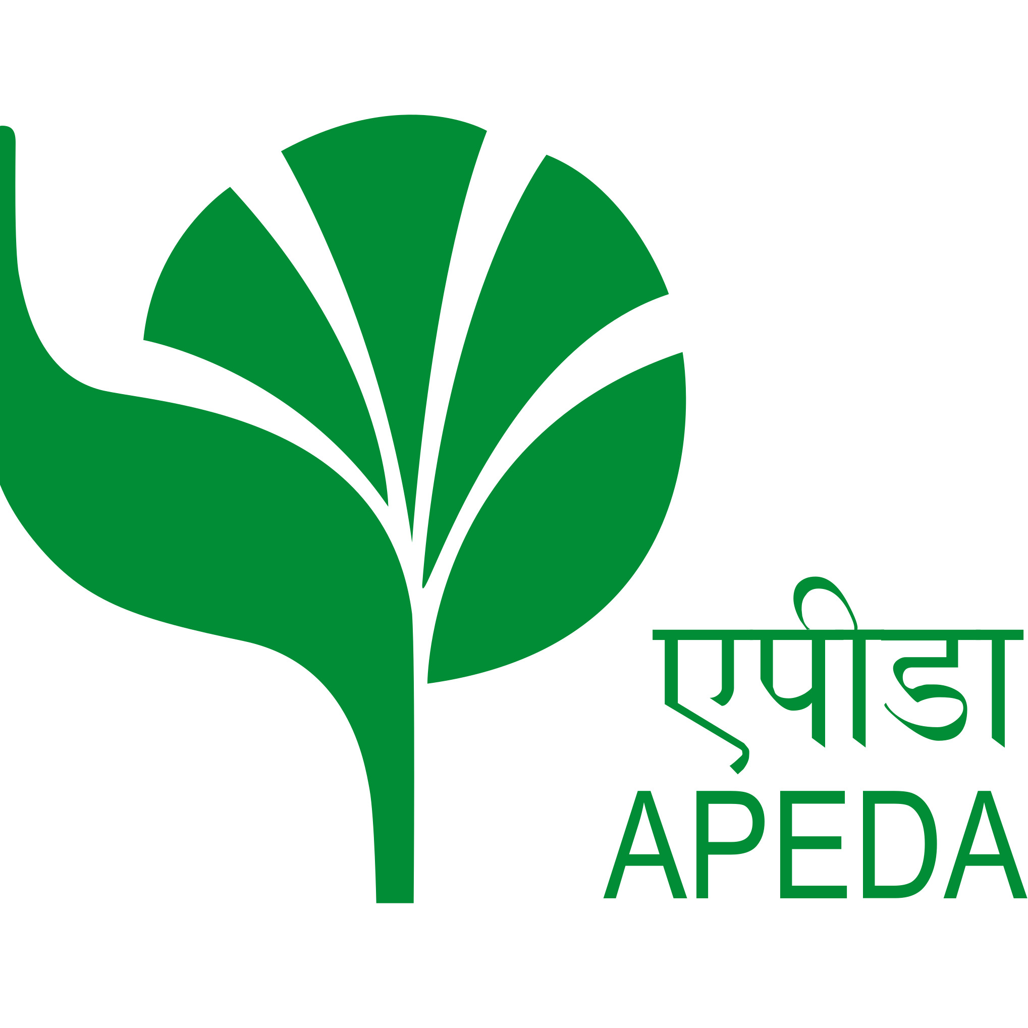 Cavendish-Banana-Certificate-Apeda